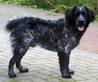 SPANIEL OLANDEZ